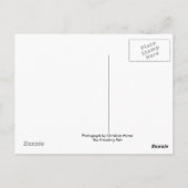 カリフォルニア州ビッグ・ベア湖 ポストカード (裏面)