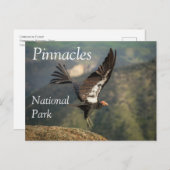 カリフォルニア州ピナクルス国立公園コンドル飛行中 ポストカード (正面/裏面)