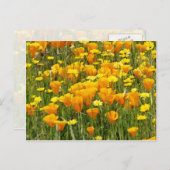 カリフォルニア州ベアバレーのオレンジ色のワイルドフラワーフィールド ポストカード (正面/裏面)