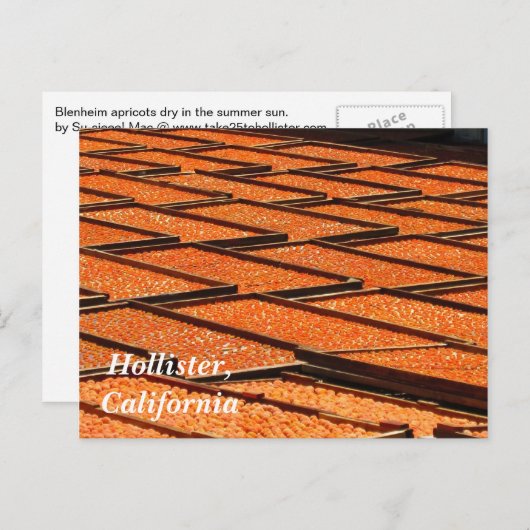 カリフォルニア州ホリスターの有名なアプリコット ポストカード (正面/裏面)