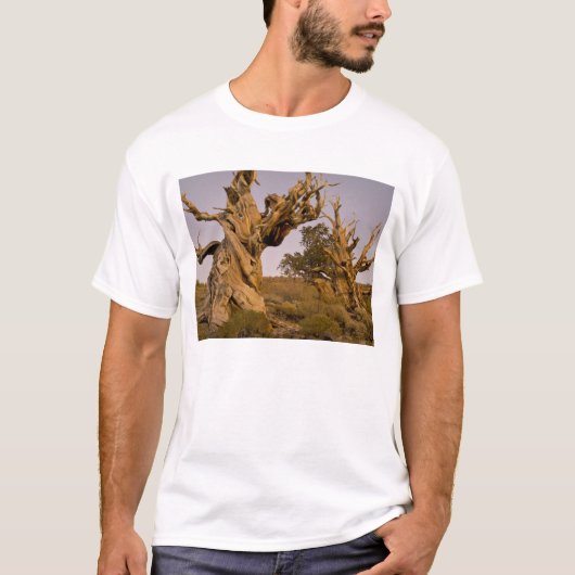 カリフォルニア州ホワイトマウンテンの古代ブラシルコーンマツ林 Tシャツ (正面)