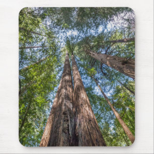カリフォルニア州マリン郡のレッドウッドの木 マウスパッド