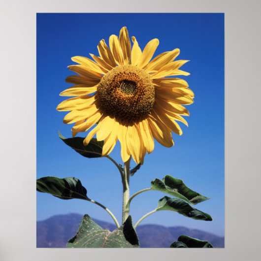 カリフォルニア州マンモスヒマワリ(Helianthus) 3 ポスター (正面)