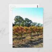 カリフォルニア州メンドシーノ郡のワインブドウ ポストカード (正面/裏面)