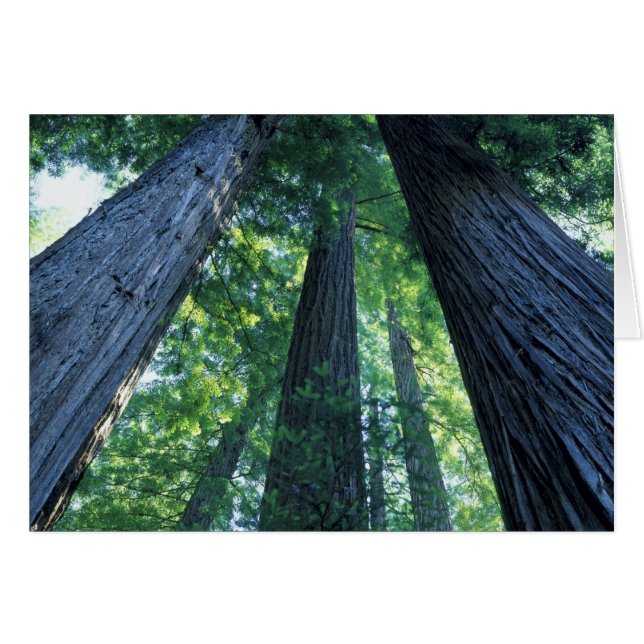 カリフォルニア州モンゴメリウッズ州立保護区 (正面横)
