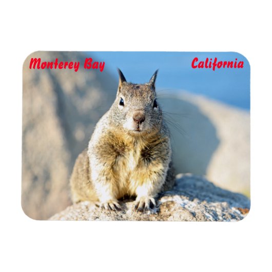 カリフォルニア州モントレー湾、グレーリス マグネット (横)
