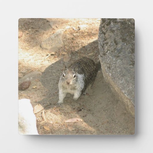 カリフォルニア州ヨセミテのかわいいリス フォトプラーク (正面)