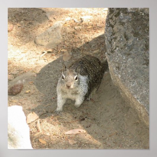 カリフォルニア州ヨセミテのかわいいリス ポスター (正面)