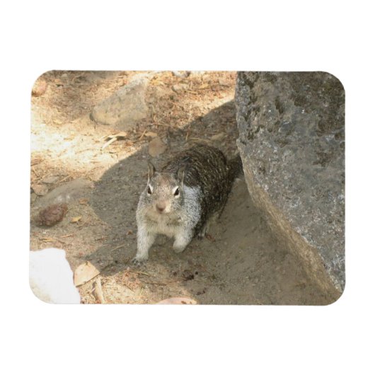カリフォルニア州ヨセミテのかわいいリス マグネット (横)