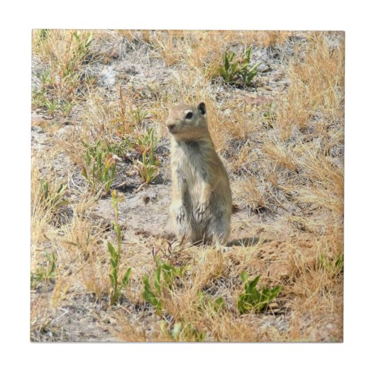 カリフォルニア州ヨセミテのプレーリードッグ タイル (正面)
