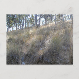 カリフォルニア州リバモアの近くの冬の丘の斜面 ポストカード