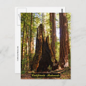 カリフォルニア州レッドウッズハガキ ポストカード (正面/裏面)