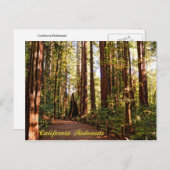 カリフォルニア州レッドウッズハガキ ポストカード (正面/裏面)