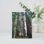 カリフォルニア州レッドウッズハガキ ポストカード (スタンド正面)