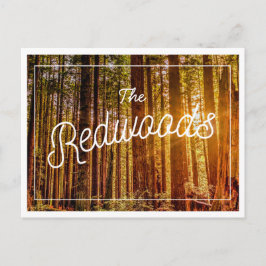 カリフォルニア州レッドウッズ写真はがき ポストカード