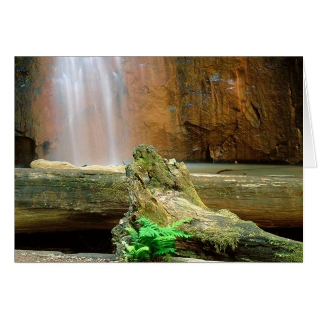 カリフォルニア州レッドウッズ州パーク (正面横)