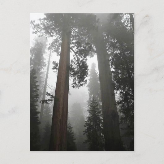 カリフォルニア州霧の中の巨大なセコイアの木 ポストカード (正面)