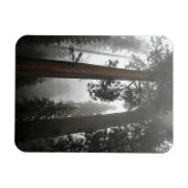 カリフォルニア州霧の中の巨大なセコイアの木 マグネット (横)