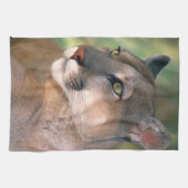 カリフォルニア州，クーガー キッチンタオル (横)