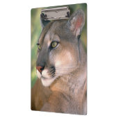 カリフォルニア州，クーガー クリップボード (左)