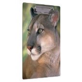 カリフォルニア州，クーガー クリップボード (右)