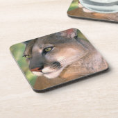 カリフォルニア州，クーガー コースター (左側)