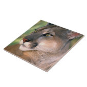 カリフォルニア州,クーガー タイル (側面)