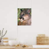 カリフォルニア州,クーガー ポスター (キッチン)