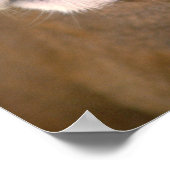 カリフォルニア州,クーガー ポスター (角)