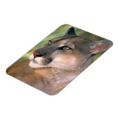 カリフォルニア州,クーガー マグネット (左側)