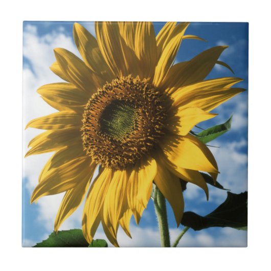 カリフォルニア州、巨大なひまわり (Helianthus) 2 タイル (正面)