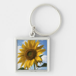 カリフォルニア州、巨大なひまわり (Helianthus) 4 キーホルダー