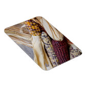 カリフォルニア州.秋ハーベストカラフルインディアンコーン マグネット (右側)