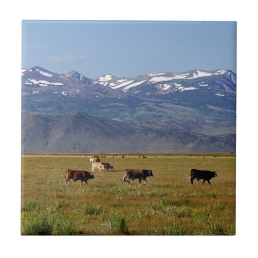 カリフォルニア州HWY 395横 タイル (正面)