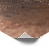 カリフォルニア海ライオンのポスター ポスター (角)