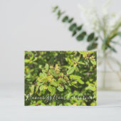 カリフォルニア産のカフェベリー ポストカード (スタンド正面)