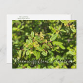 カリフォルニア産のカフェベリー ポストカード (正面/裏面)