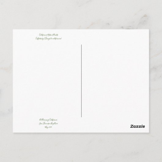 カリフォルニア産のカフェベリー ポストカード (裏面)