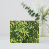 カリフォルニア産のブラームズ：カリフォルニア産コーヒーベリー ポストカード (スタンド正面)