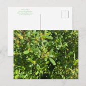 カリフォルニア産のブラームズ：カリフォルニア産コーヒーベリー ポストカード (正面/裏面)