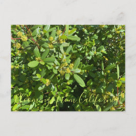 カリフォルニア産のブラームズ：カリフォルニア産コーヒーベリー ポストカード