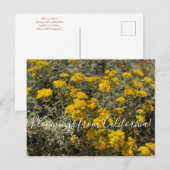 カリフォルニア産のブラームズ：シーサイドヒマワリ ポストカード (正面/裏面)