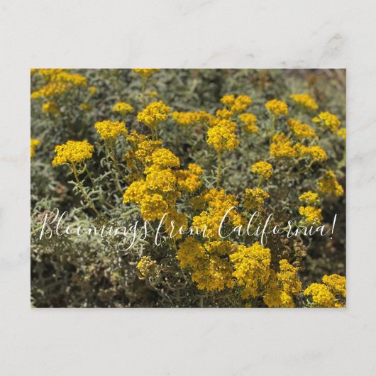 カリフォルニア産のブラームズ：シーサイドヒマワリ ポストカード (正面)