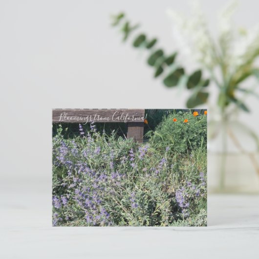 カリフォルニア産のブラームズ:セージ・ポピー ポストカード (スタンド正面)