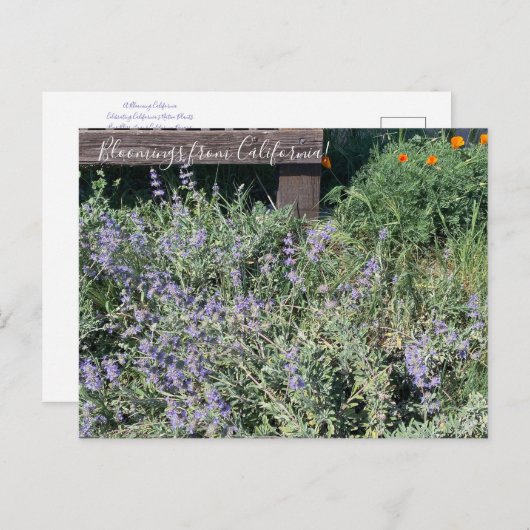 カリフォルニア産のブラームズ:セージ・ポピー ポストカード (正面/裏面)