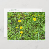 カリフォルニア産のブラームズ：バターカップ ポストカード (正面/裏面)