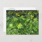 カリフォルニア産のブラームズ:バターカップ ポストカード (正面/裏面)