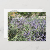 カリフォルニア産のブラームズ:ビーのブリスセージ ポストカード (正面/裏面)