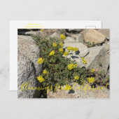 カリフォルニア産のブラームズ：硫黄そば ポストカード (正面/裏面)