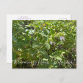 カリフォルニア産のブラームズ:香り高いピッチャーセージ  ポストカード (正面/裏面)